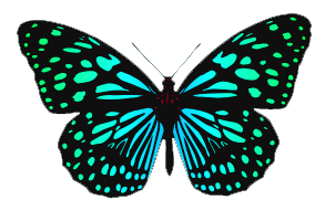 Blue Butterfly Consulting