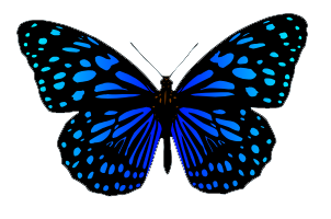 Blue Butterfly Consulting